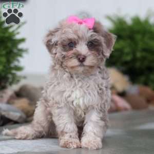 Sugar, Havapoo Puppy